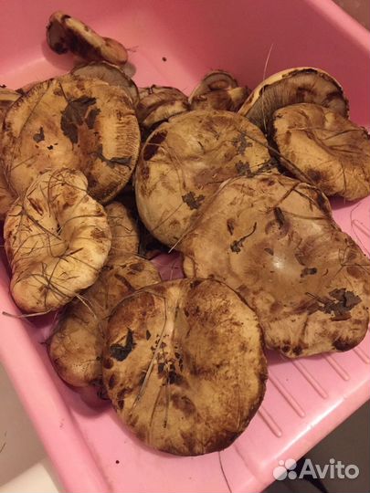 Грибы коровники