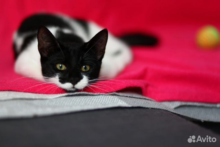 Кошечки подростки ищут дом