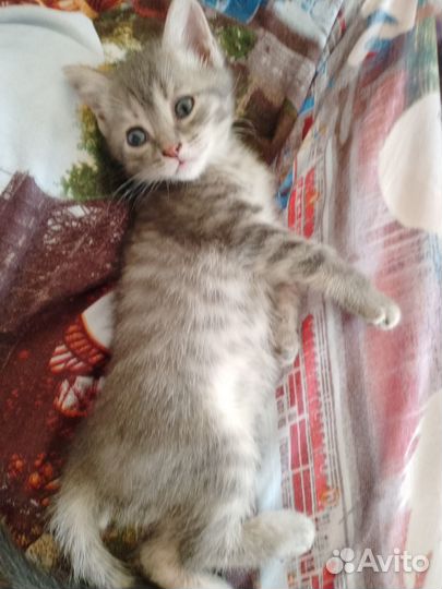 Домашние любимцы