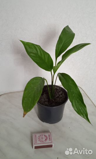 Спатифиллум