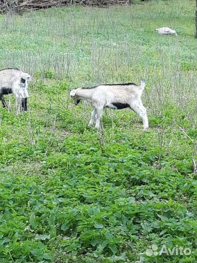 Нубийский козел