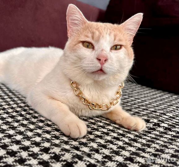 Интеллигентный кот Лукас в добрые руки