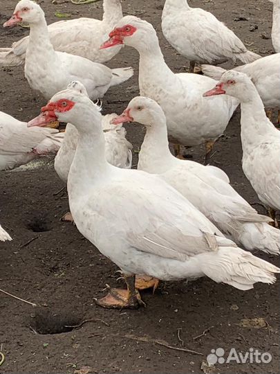 Индоселезни