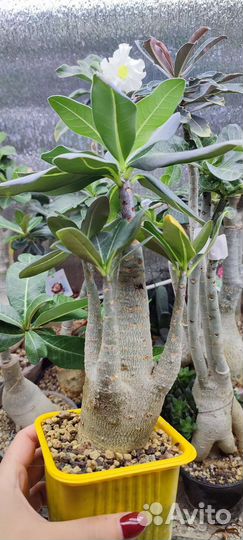 Адениум арабикум