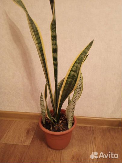 Сансевиерия