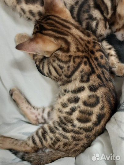 Бенгальская кошка