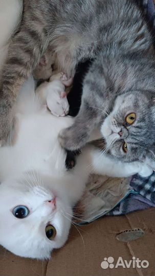 Кошки