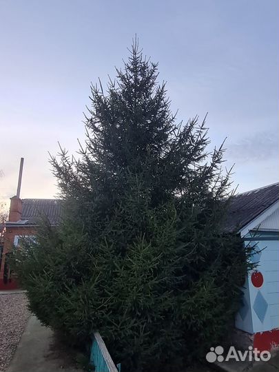 Ель новогодняя живая 7 метров