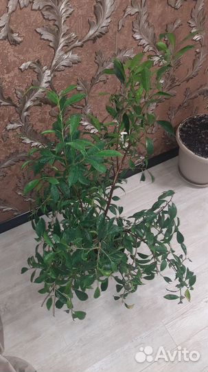 Фикус микрокарпа