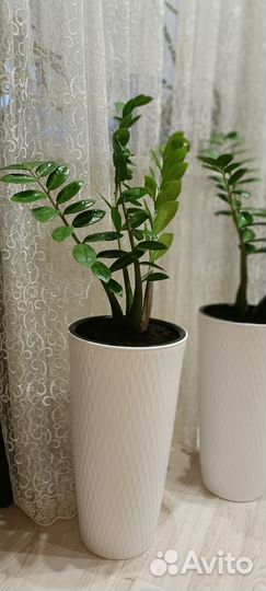 Замиокулькас