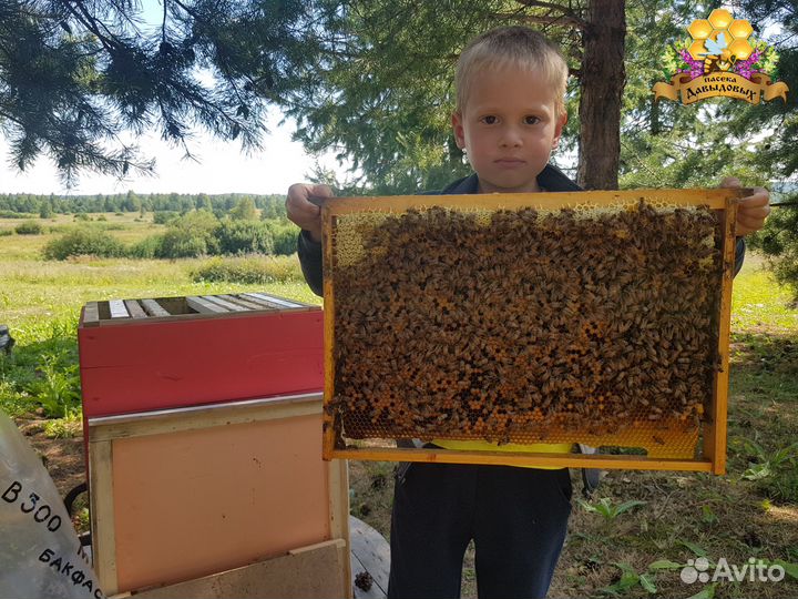 Бакфаст в наличии