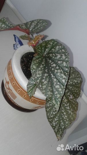 Бегония коралловая