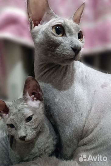Донской сфинкс котята