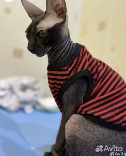 Донской сфинкс