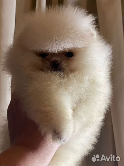 Микро мальчик и девочка померанского шпица