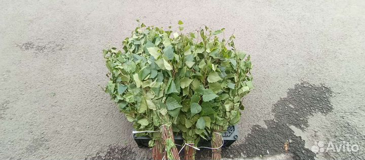 Веники Берёзовые Банные