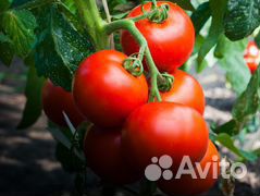 Рассада помидор,огурец,перец,капуста.В наличии