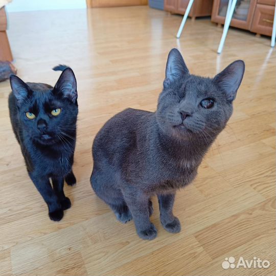 Замуууррррчательные котята