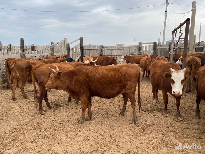 Нетели и коровы