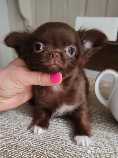 Шоколадное ассорти