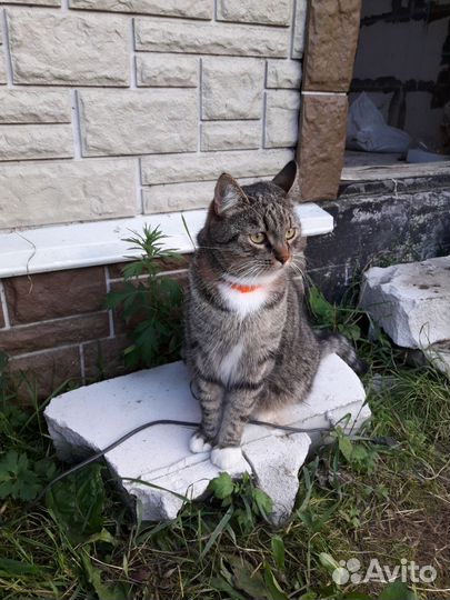 Кошка в дар бесплатно