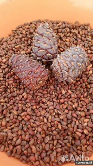 Кедровый орех