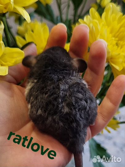 Крысята дамбо малыши