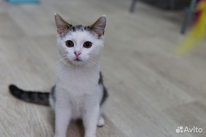 Котик в добрые руки