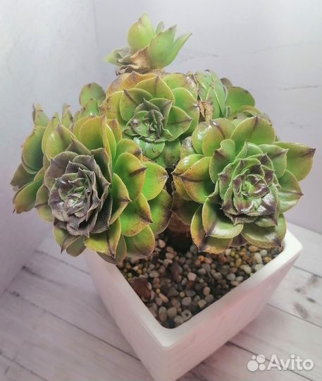 Эониум, крассулы