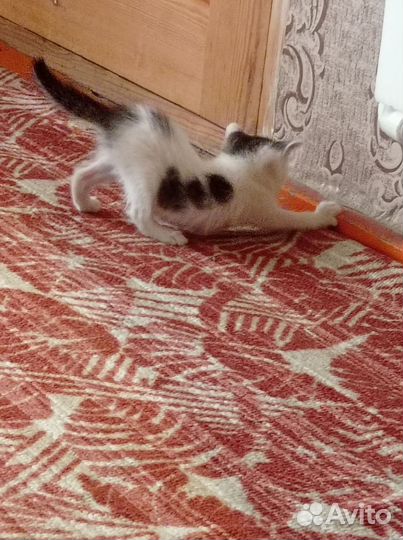 Кошка в дар бесплатно