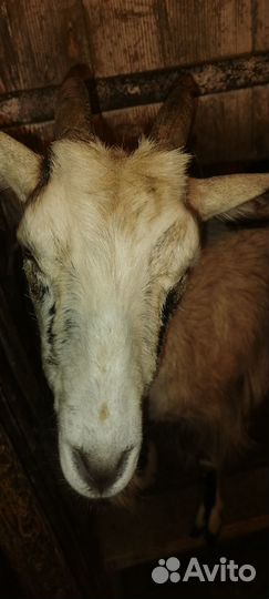 Коза дойная