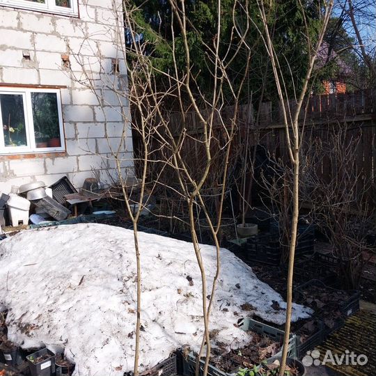 Отдам сирень