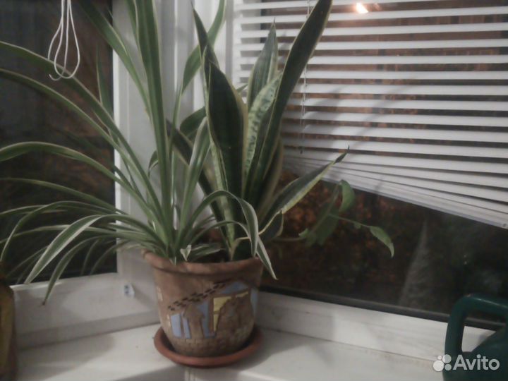 Хлорофитум и щучий хвост