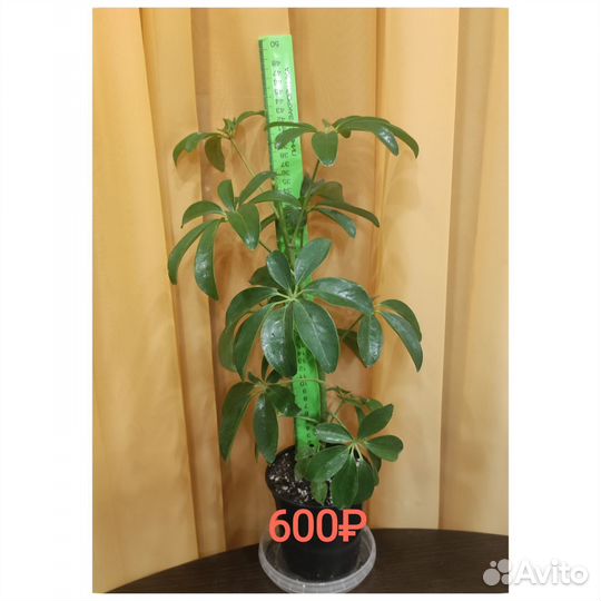 Шефлера размеры/цены разные