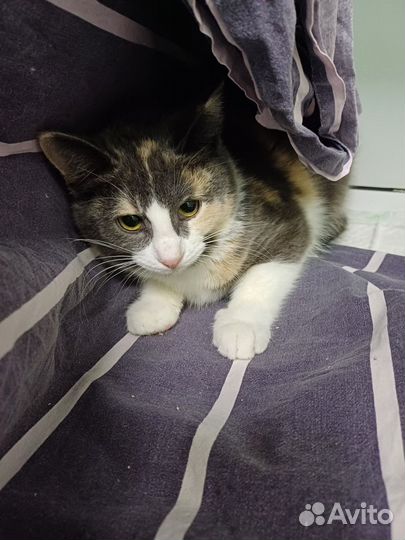 Мозайка ищет дом