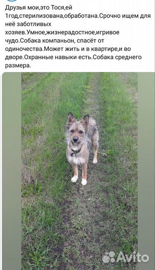 Собака в добрые руки отдам бесплатно