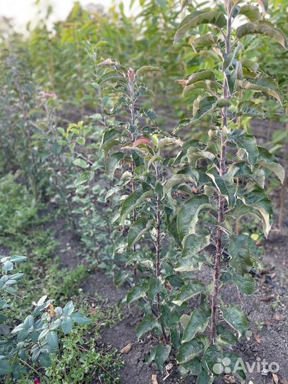 Саженцы плодовых деревьев (опт) розница