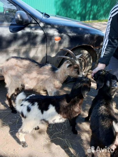 Козы, козлята