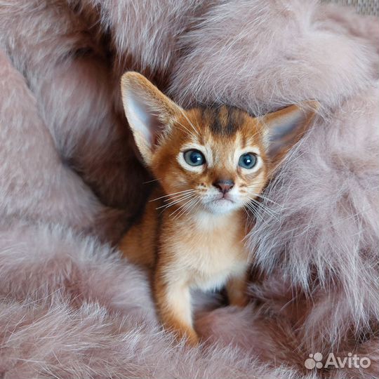 Абиссинская
