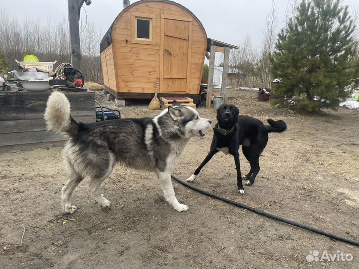 Собака в добрые руки