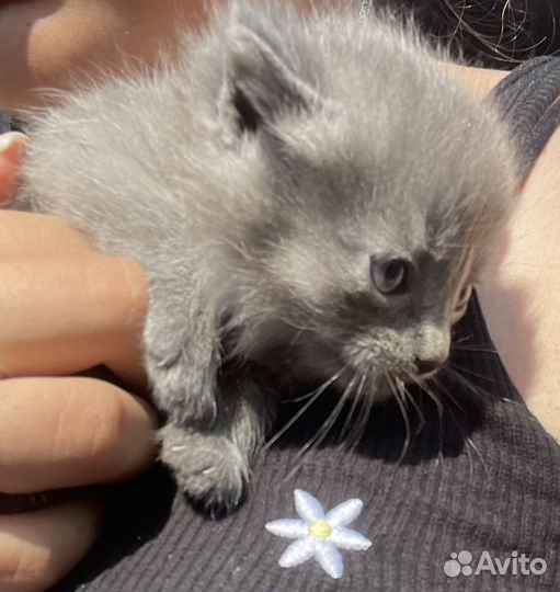 Котята в добрые руки. Привезу по любому адресу