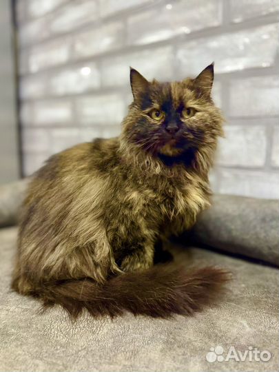 Яркая красавица