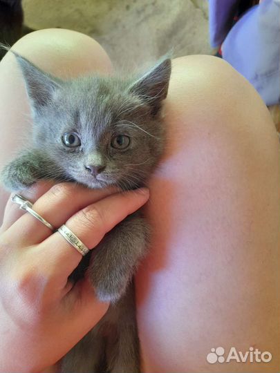 Русская голубая