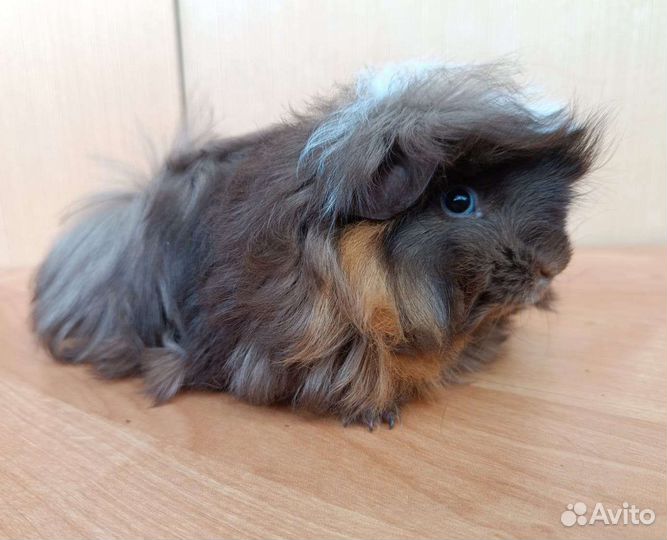 Морская свинка мальчики