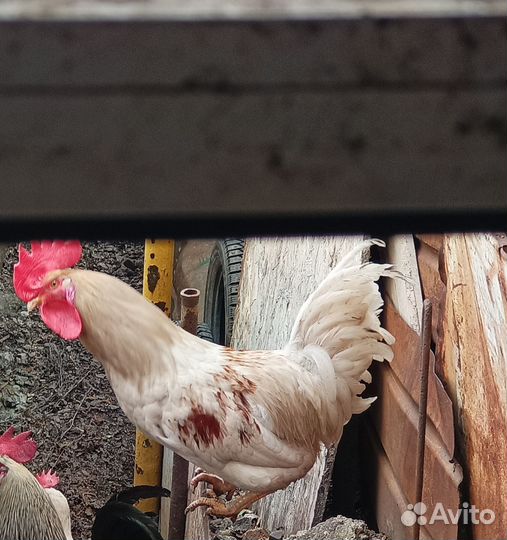 Продам петуха
