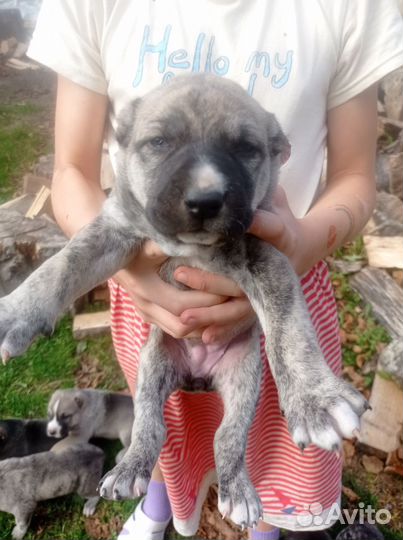 Продам щенков от сао