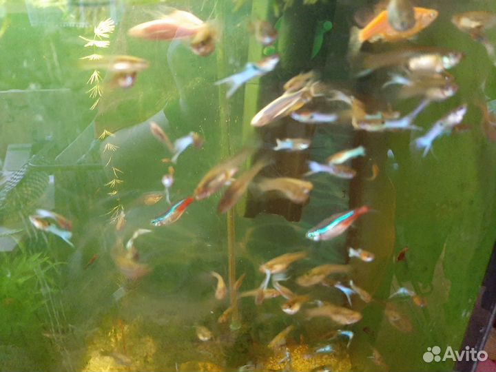 Гуппи японские