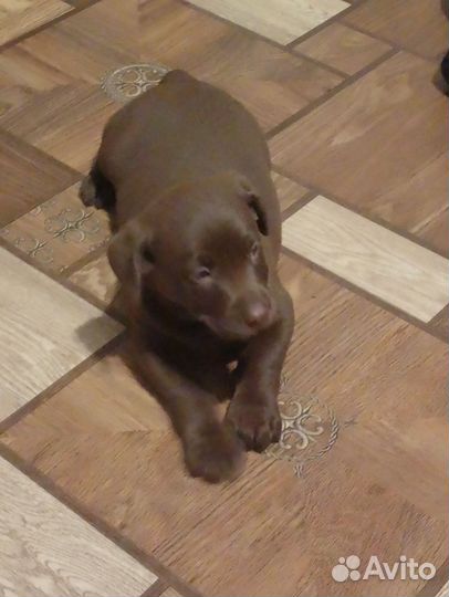Щенки лабрадора шоколадные,черные