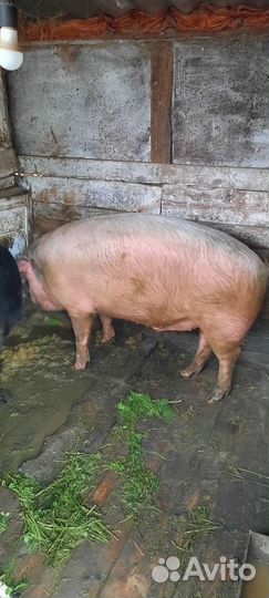 Свиньи живым весом