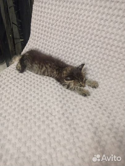 Котёнок в дар